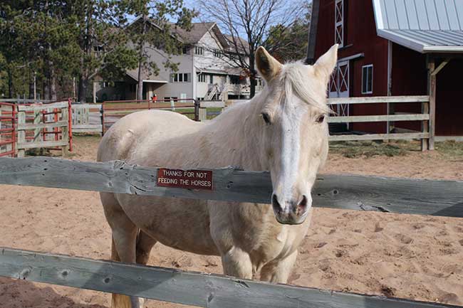3 Things New Horse Teaches Guys in Equine Assisted Therapy